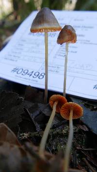 Mycena aurantiomarginata image