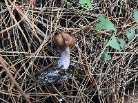 Gyromitra infula image