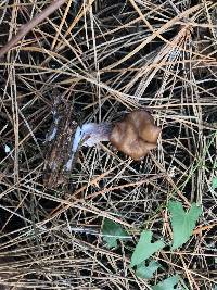 Gyromitra infula image