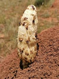 Podaxis pistillaris image