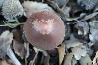 Psathyrella bipellis image