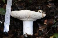 Amanita ovoidea image