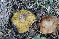 Suillus collinitus image