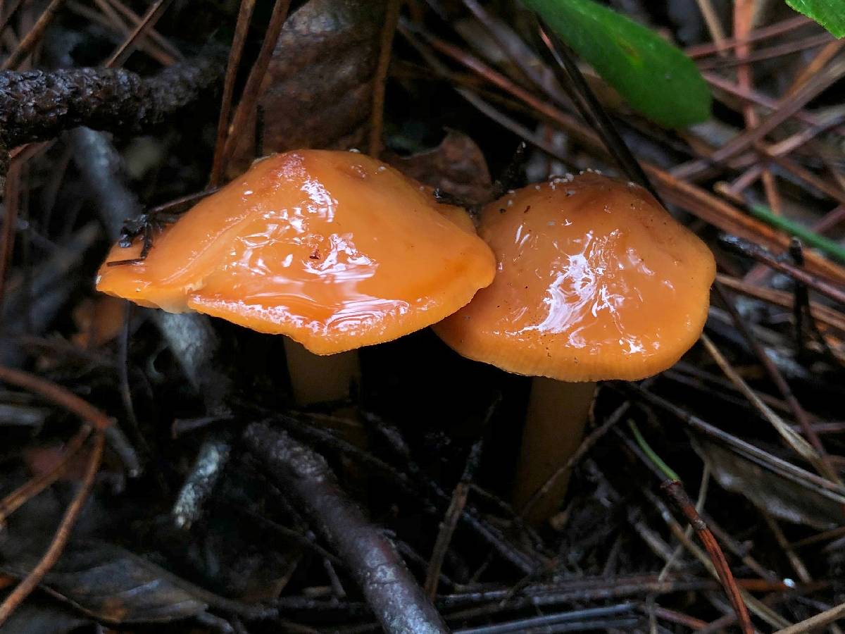 Phaeocollybia californica image