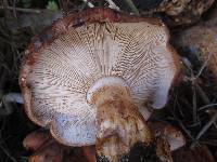 Tricholoma fracticum image