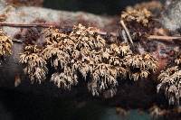 Hydnoporia olivacea image