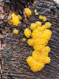 Dacrymyces stillatus image