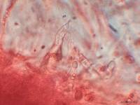 Dacrymyces stillatus image