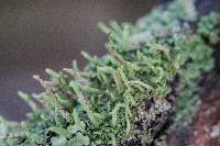 Cladonia macilenta image