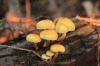 Hypholoma capnoides image