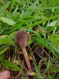 Lepiota besseyi image