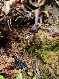 Psilocybe guilartensis image