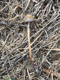 Psilocybe semilanceata image