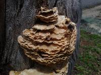 Trametes membranacea image