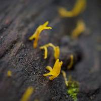 Calocera cornea image