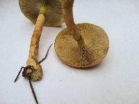 Pholiota velaglutinosa image