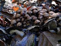 Psathyrella piluliformis image