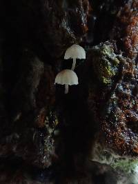 Mycena corticola image