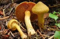 Cortinarius semisanguineus image