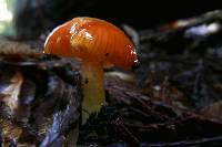 Hygrocybe glutinipes var. rubra image