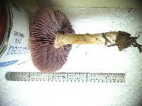 Laccaria ochropurpurea image