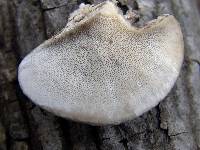 Trametes hirsuta image