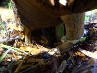 Agaricus deardorffensis image