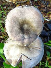 Agaricus deardorffensis image