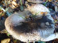 Agaricus deardorffensis image