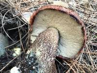 Leccinum manzanitae image