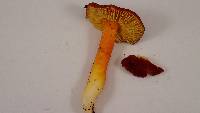 Hygrocybe punicea image