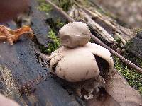 Geastrum rufescens image