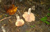 Russula eccentrica image