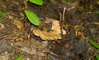 Russula eccentrica image