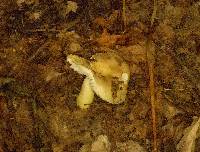 Russula pulverulenta image