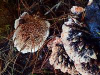 Hydnellum peckii image