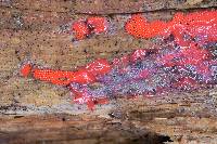 Arcyria ferruginea image