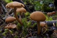 Psathyrella piluliformis image