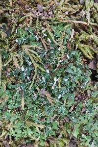 Cladonia subcariosa image