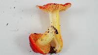 Hygrocybe laetissima image