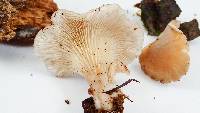 Hohenbuehelia petaloides image