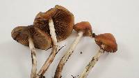 Psilocybe azurescens image