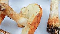 Gymnopilus sapineus image