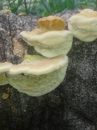 Trametes hirsuta image