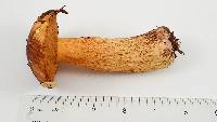 Suillus fuscotomentosus image