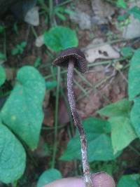 Psilocybe guilartensis image