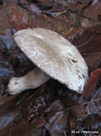 Agaricus deardorffensis image