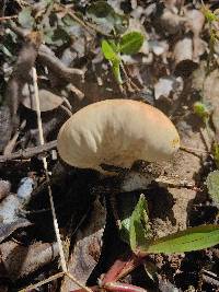 Calvatia rubroflava image