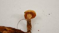 Galerina badipes image