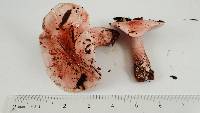 Hygrophorus russula image